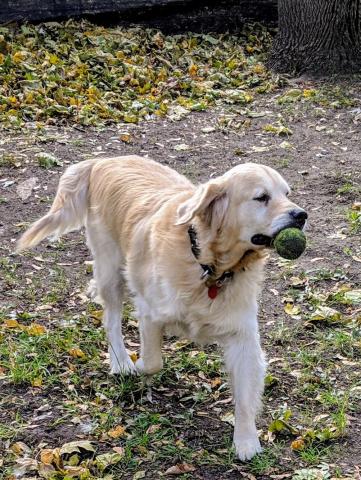I love trotting around the yard with my ball after Foster Mom throws it! 