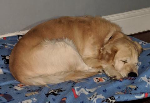 Warm house, soft bed and good food—I’m digging this Golden life!