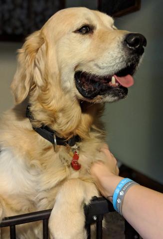 I love all this attention Foster Mom gives me. I love greeting her when she comes home!