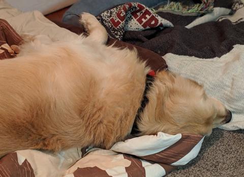 The joy of having so much room and so many beds—I can sleep however I want and I'm still comfortable.