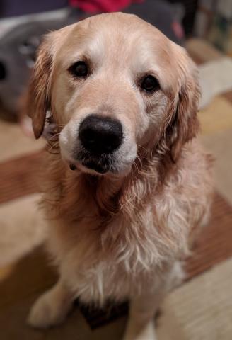 Foster Mom gave me a bath. I wasn’t happy so I lay down, clogged the drain, and made a pool!