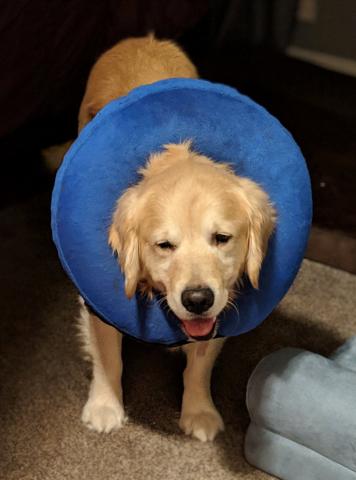 I was pretty doped up after my neuter.