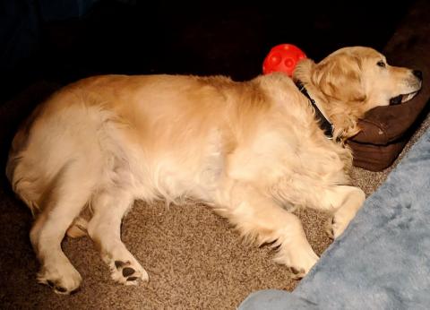 I’ve been having fun with these new toys, so my toys come to bed with me sometimes for safe keeping.