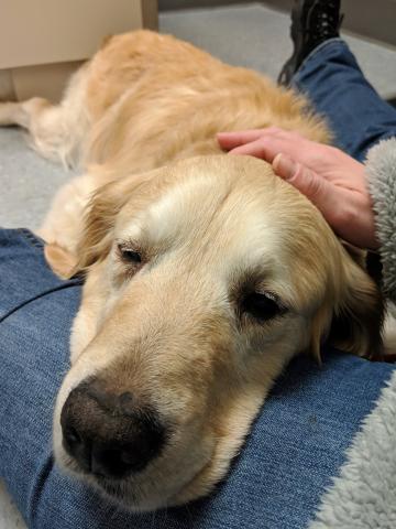 Foster Mom and I had to hang around after my surgery until certain levels were OK. I was sleepy and so glad to see her.