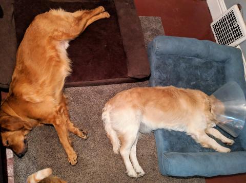 My foster brother and I switch beds throughout the night, and most mornings Foster Mom finds us like this. I hope my new home will have a bed like this for me—it's my favorite!