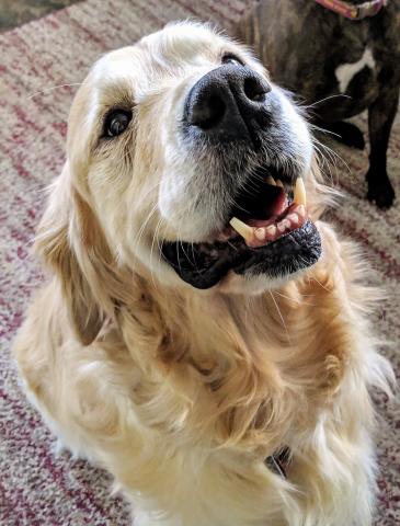I can now see when Foster Mom has a treat in her hand, so I get very excited and sit as proud as I can. Foster Mom says I'm too darn cute when I hear the treat bag.