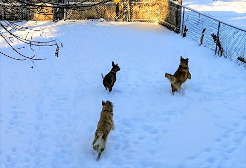 I'm one of the gang! This white stuff is a ton of fun!