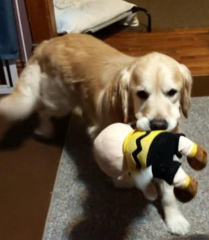 I love toys, when I find one I usually trot around the house with it or I store it in my quite area. Foster Mom will sometimes find two or three hidden. She says I’m a hoarder.