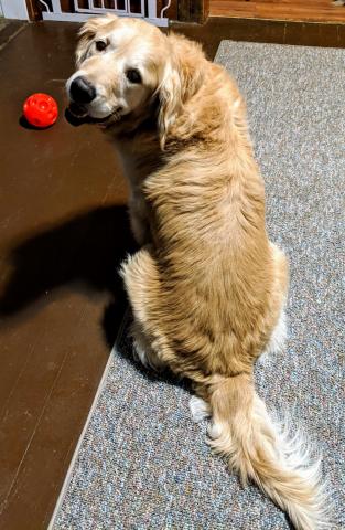 Foster Mom says I’m a good-looking boy! I think she may be onto something.