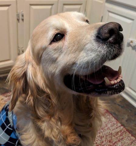 I love attention so much that foster mom can put a silly sweater on me and I still smile!