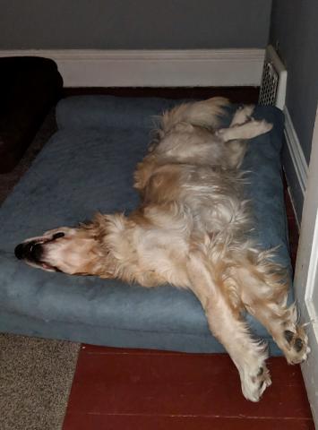 I was out cold dreaming of my fur-ever home; I didn’t even know foster mom was up and getting ready for work.