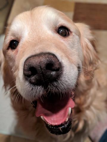 I’m always happy and when my foster mom talks (or sings) to me—my tail does not stop wagging!