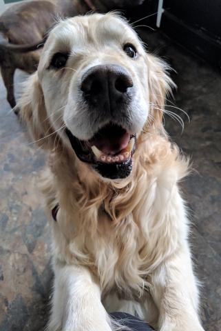 My expression when Foster Mom told me I have a fur-ever home!