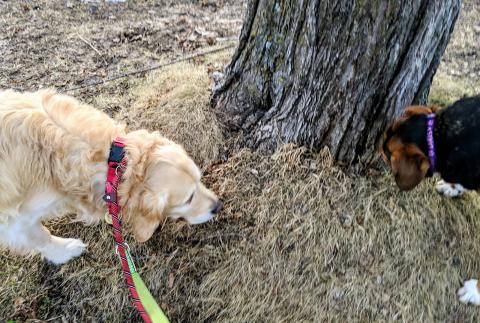 My Foster sister started helping me learn what a walk is.