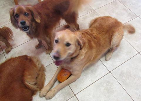 I really pay attention when you ask me to "wait." Maybe there is a treat in your hand.