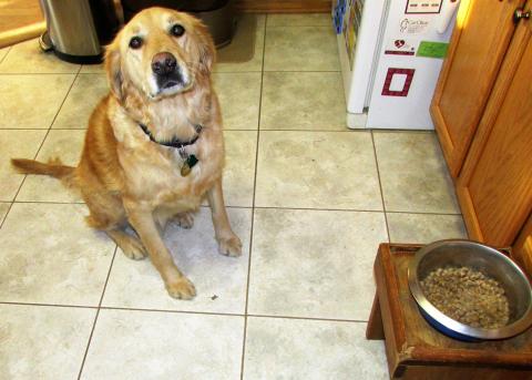 When I am fed all Foster Mom has to do is hold my dish in the air and I will sit. When she puts my dish down I will sit and stare at her for as long as it takes for her to tell me "good boy, you can eat."