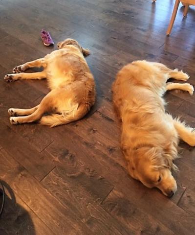 Two tired dogs (Oliver on the left).