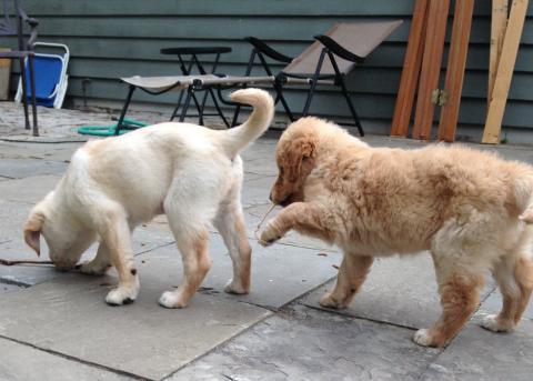Rainey (right) playing with her litter mate Rosa.