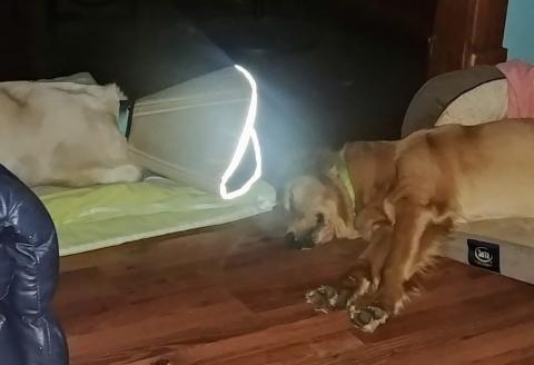 River’s foster brother wants to play and can't understand what's wrong. He's staying very close to her.