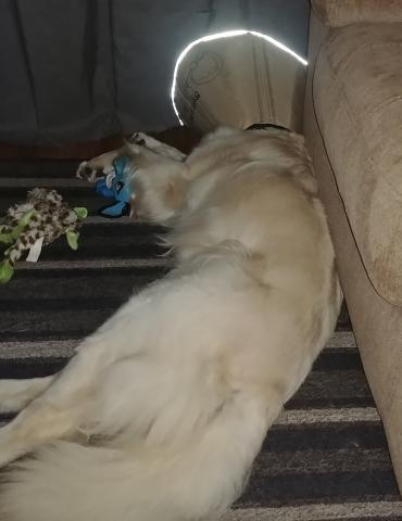 Finally, after running into just about everything in the house, River got comfortable enough to sleep.