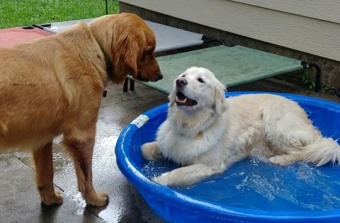 Really, I LOVE water. My foster brother loves puddles but won’t touch the pool. He’s missing out!