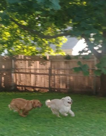 I also REALLY love to do laps in our backyard and play with my foster brother.
