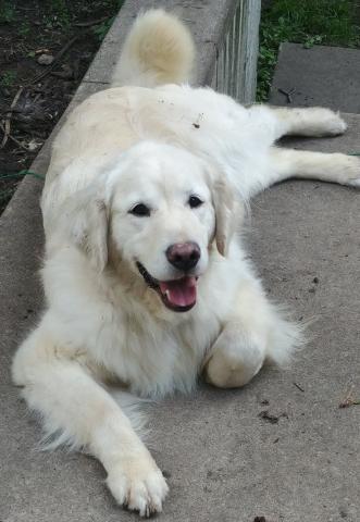 River relaxing on the patio.