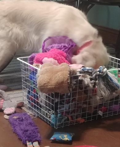 What toy should I play with now?