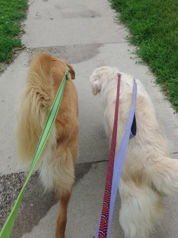Foster mom uses two leashes for my safety. I know in time I'll have confidence on walks!