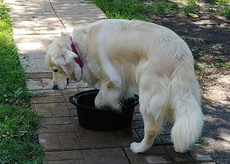 Foster mom said I can’t have my pool because of my surgery. I was not happy and attempted to soak in our water dish.