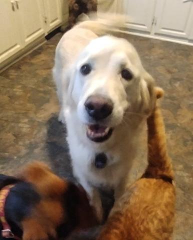I love this Golden life. Foster mom says I am very happy girl, so I'm always smiling!