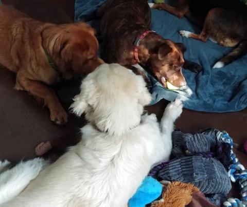 Has my foster mom told you I love to play? I hope my adoptive family has a lot of toys!