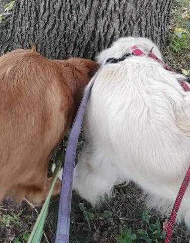 So many smells out on our walks!