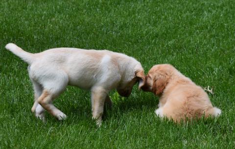 Rosa (left) and her sister Rainey 18-103 (right).
