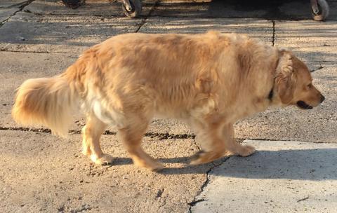 Sadie 18-091