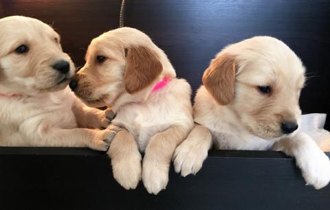 Savannah Smiles (middle) is a cuddler.