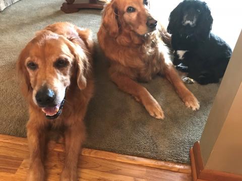 Scruffy with his new friends Jack and Johnny