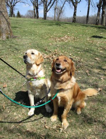 Two Golden Retrievers from Turkey