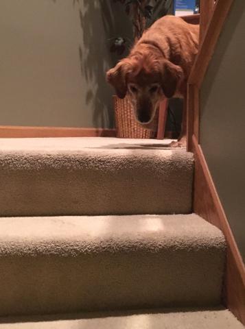 Where did Foster Mom go?