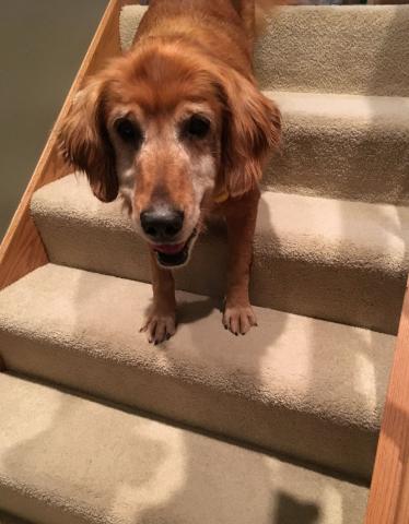 Guess I better figure out these stairs and go see.