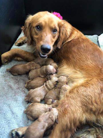 Sunshine 18-046A and her puppies