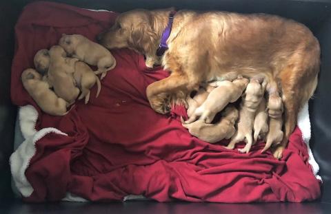 Sunshine 18-046A and her puppies