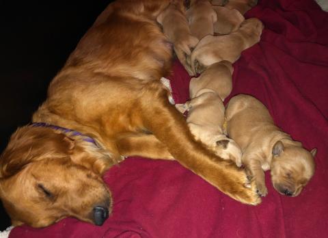 Sunshine 18-046A and her puppies