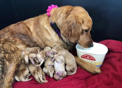 Sunshine 18-046A and her puppies