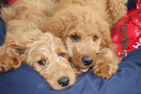 Trudy (left) and Vinnie (right)