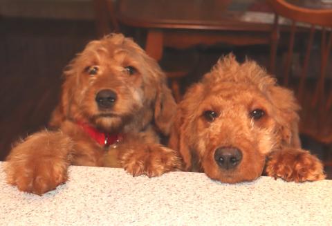 Trudy (left) and Vinnie (right)