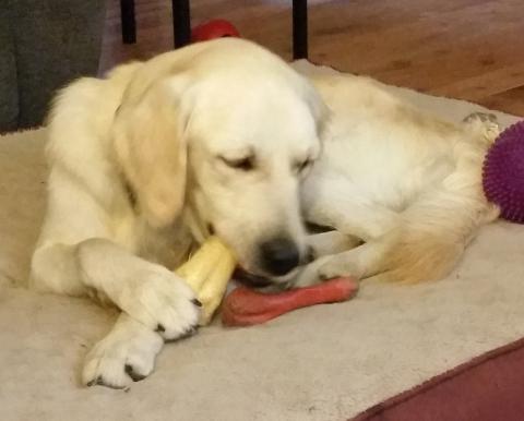 Will is learning what is appropriate for chewing.