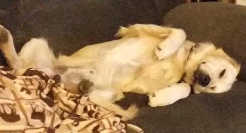 He enjoys a good nap on the couch.