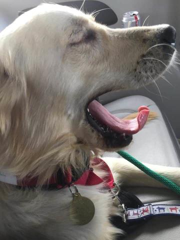 Adjusting to the Golden life is tiring!