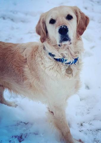 Windsor, the Snow-Nose Retriever, a few days before meeting his fur-ever family.
